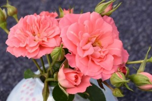 PINK SUNBLAZE (miniature)